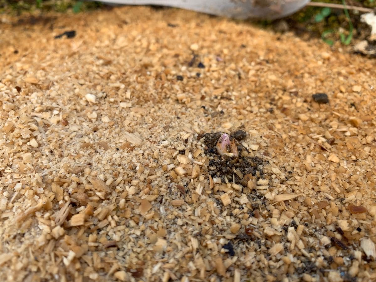 初めてのアスパラガス 初めてのアスパラガスの芽が出たぁ‼️