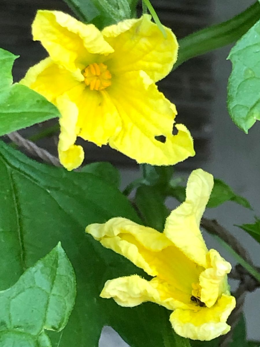 スーパーのゴーヤーで緑のカーテンを作る🎵 開花‼︎