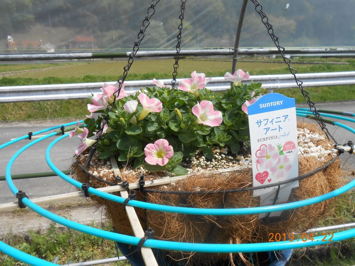 吊り鉢でサフィニアの栽培します。 花が咲き始めました。