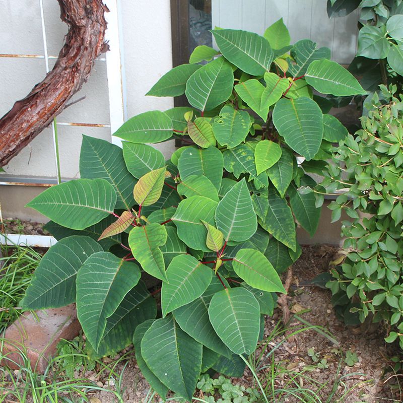 地植えでポインセチアを育ててみたい！ 葉っぱが充実してきた