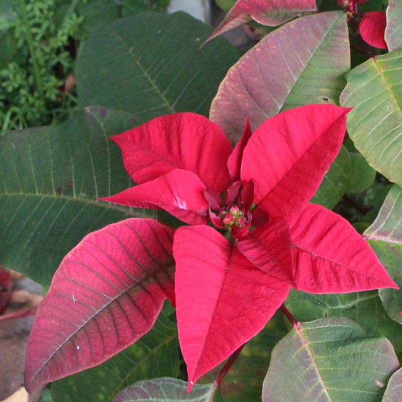 地植えでポインセチアを育ててみたい！ 花が見えてきたけれど。。