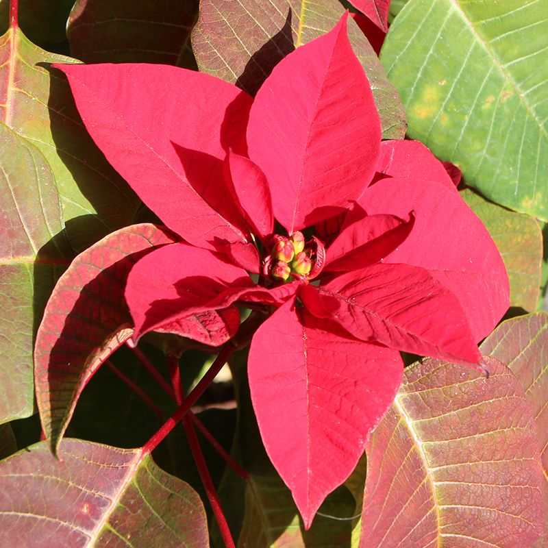 地植えでポインセチアを育ててみたい！ 花芽も確認できます