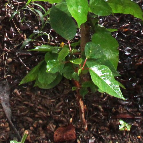 地植えでポインセチアを育ててみたい！ 葉っぱが茂りはじめた