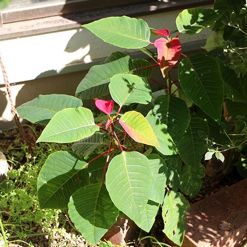 地植えでポインセチアを育ててみたい！ 先端が赤くなってきた