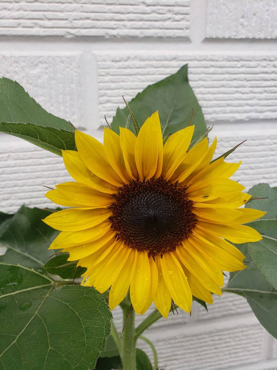 ミニヒマワリの開花にチャレンジ 開花しました