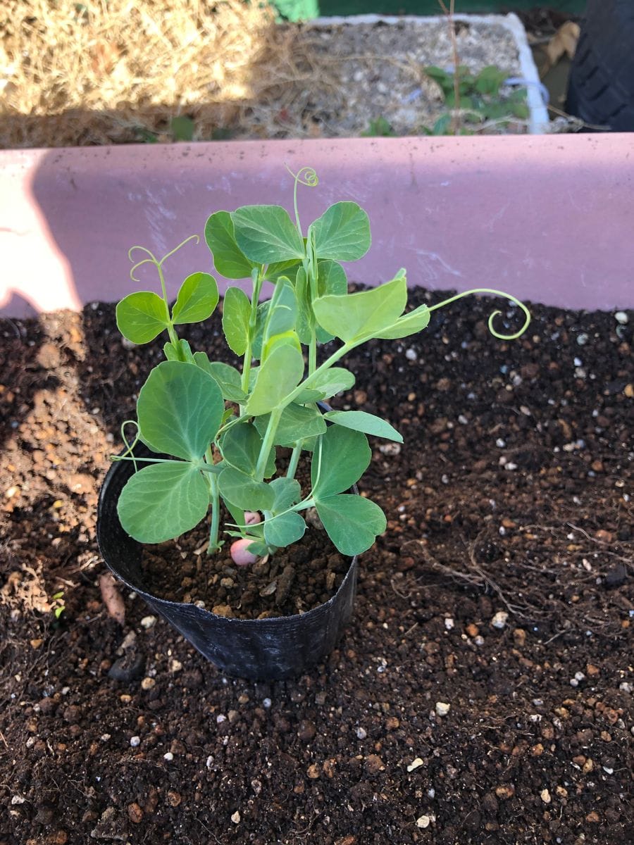 野菜第一弾  スナップエンドウ 植え付けます！