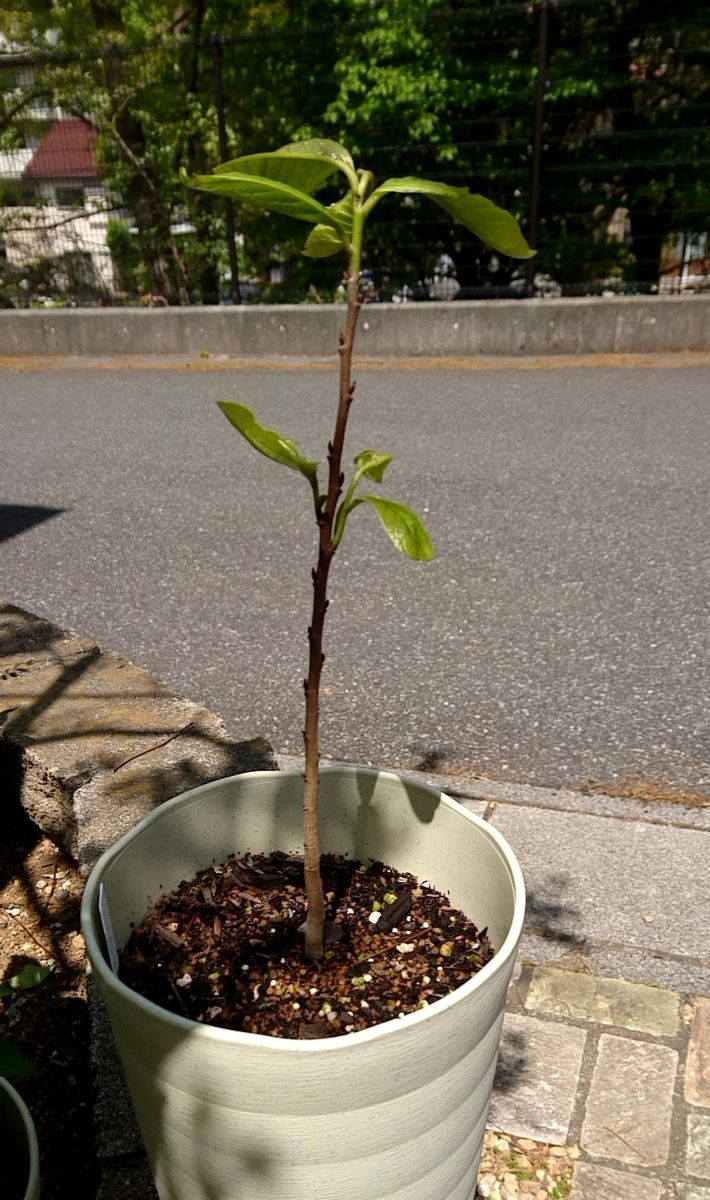 ポポーを種から育てる 新芽