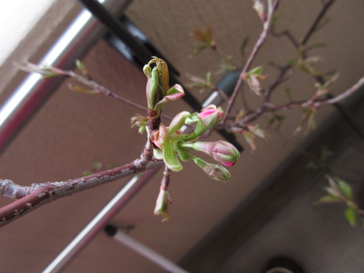 桜　実生　マンションのベランダ 桜実生　開花までカウントダウン