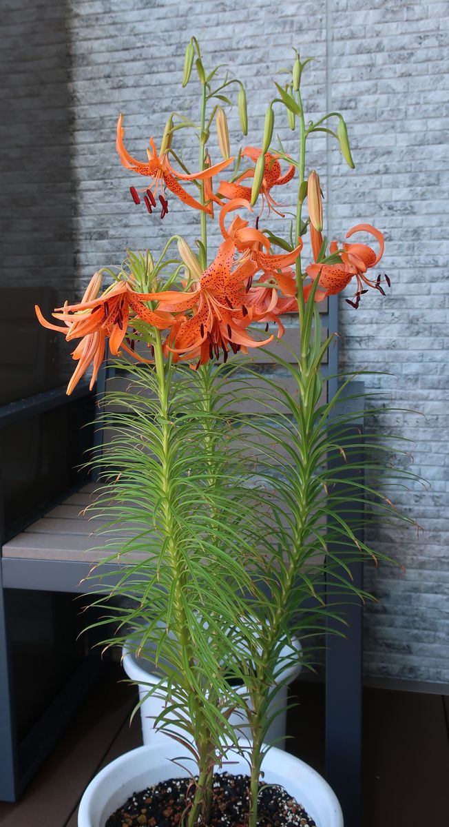 食べ残しの食用ユリ根を植えてみる 6月16日　一気に咲いてきた