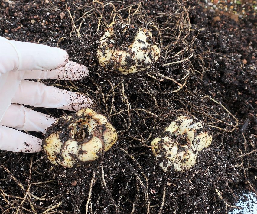 食べ残しの食用ユリ根を植えてみる 9月18日　収穫～♡