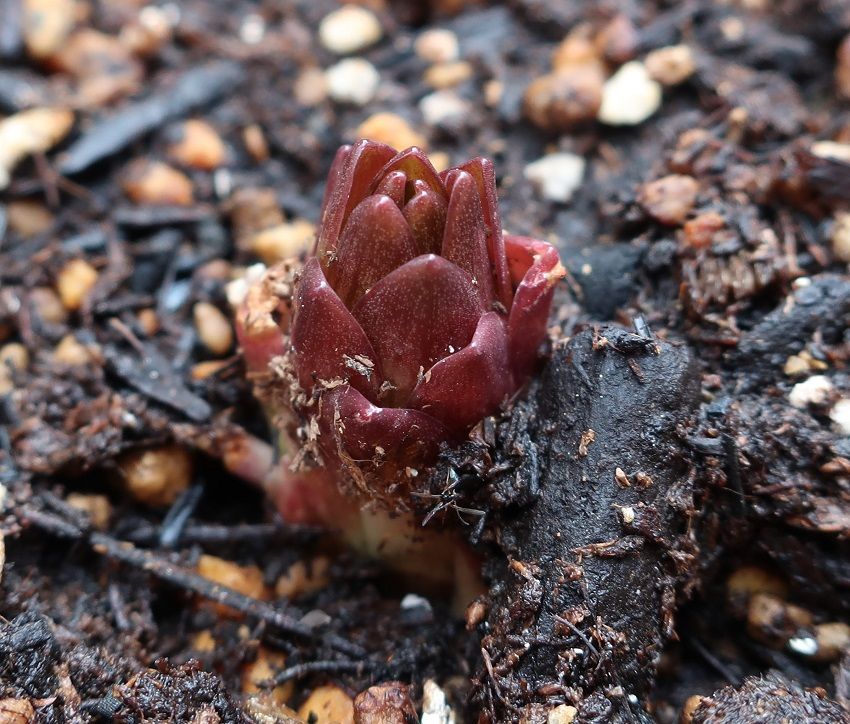 食べ残しの食用ユリ根を植えてみる 3月19日　芽が出た♪