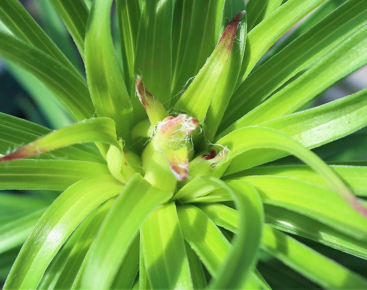 食べ残しの食用ユリ根を植えてみる 5月16日　ツボミが見えてきた