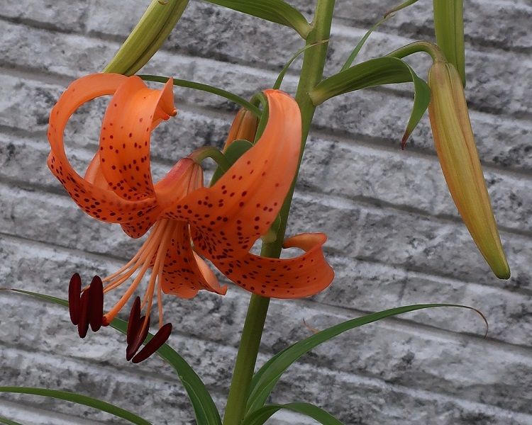 食べ残しの食用ユリ根を植えてみる 6月11日　ついに開花♪