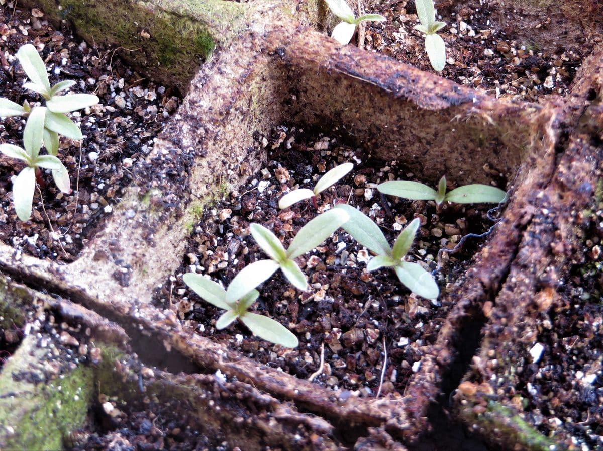 千日紅で花チャレンジ♬ 本葉発見🌱