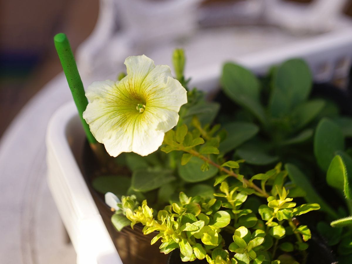 ペチュニアをこんもり咲かせたい 2019/5/19 選外苗の開花