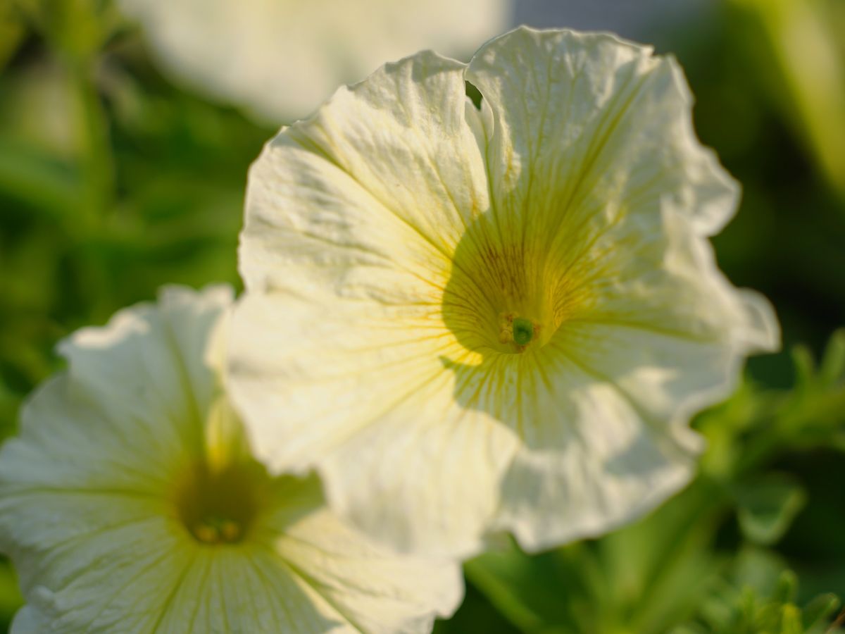 ペチュニアをこんもり咲かせたい 2019/6/19 お花