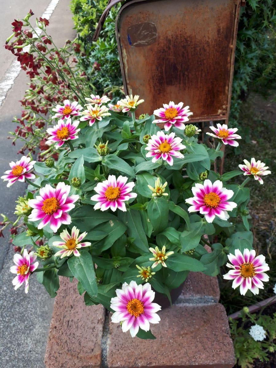 ジニア🌼チェリー🍒バイカラーを種から満開に咲かせるチャレンジ🙌 次々と開花😆