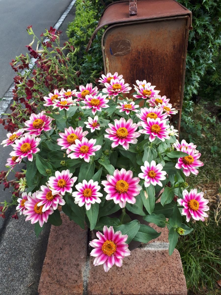 ジニア🌼チェリー🍒バイカラーを種から満開に咲かせるチャレンジ🙌 満開間近⁉️