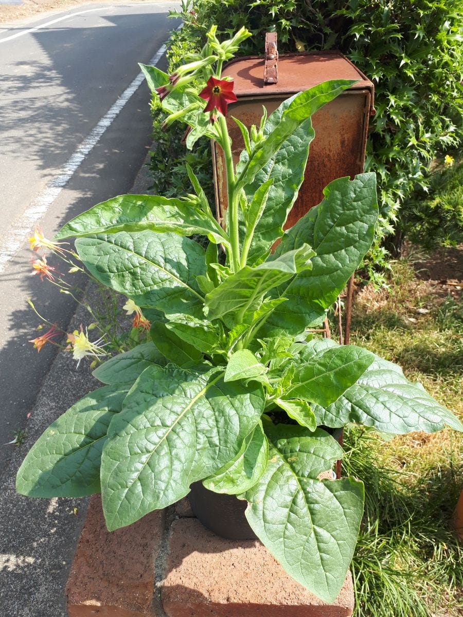 ニコチアナ🌼ベビーベラ　アンティークレッドを種から満開に咲かせるチャレンジ🙌 開花✨✨✨