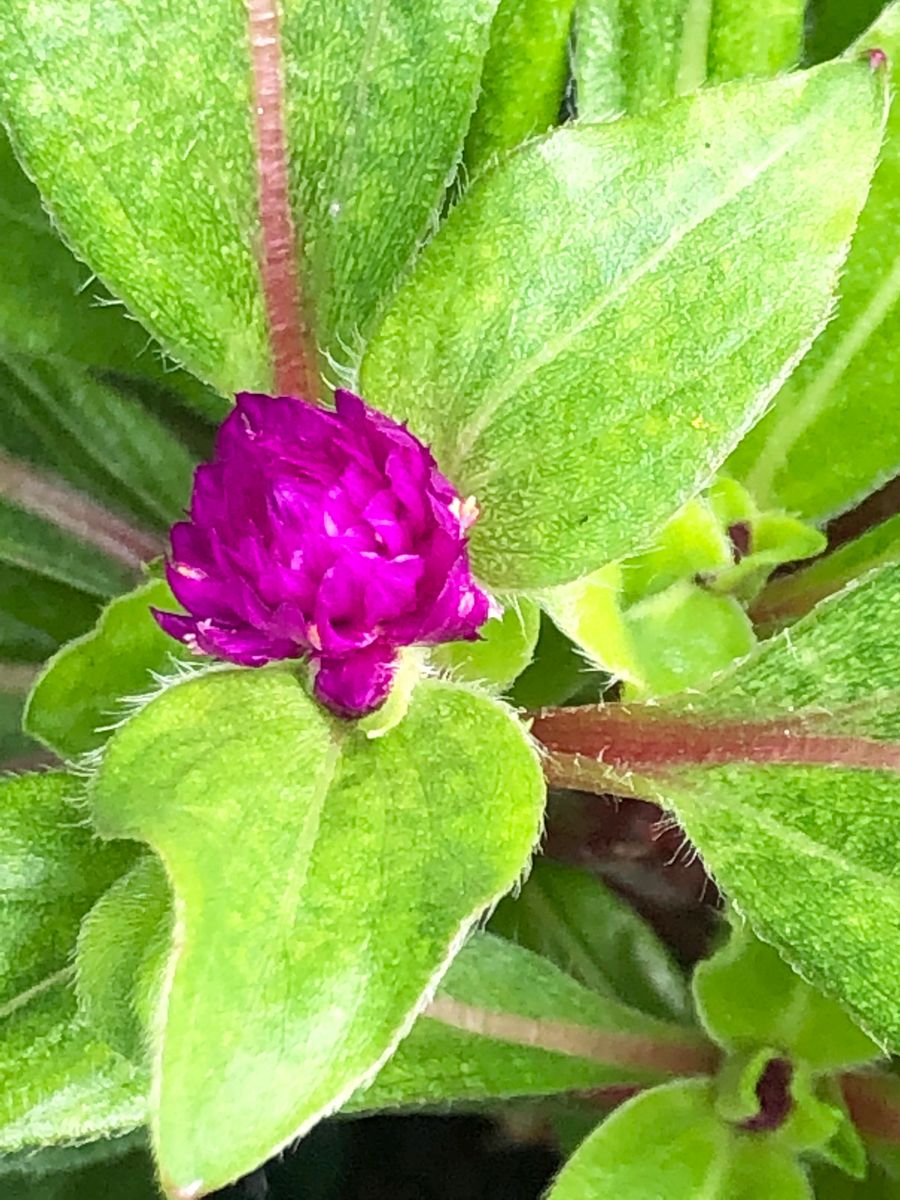 千日紅の可愛いボールの様な花を沢山咲かせるチャレンジ🎵 ついに開花‼︎