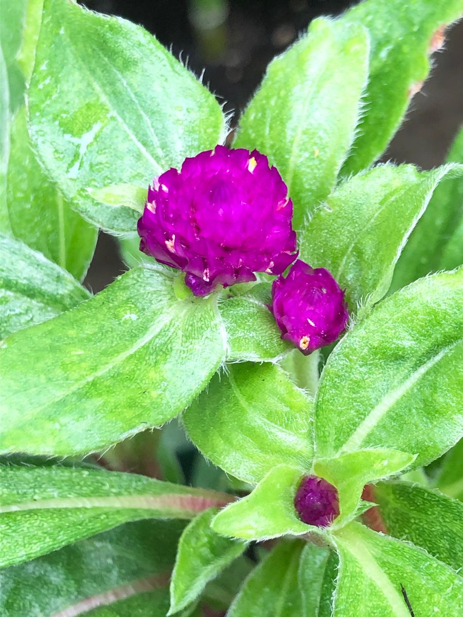 千日紅の可愛いボールの様な花を沢山咲かせるチャレンジ🎵 続々と開花‼︎