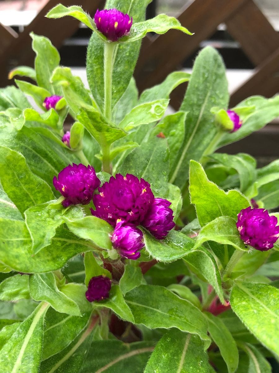 千日紅の可愛いボールの様な花を沢山咲かせるチャレンジ🎵 花数が増えてきた‼︎