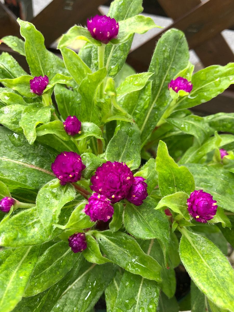 千日紅の可愛いボールの様な花を沢山咲かせるチャレンジ🎵 赤いボールが沢山‼︎