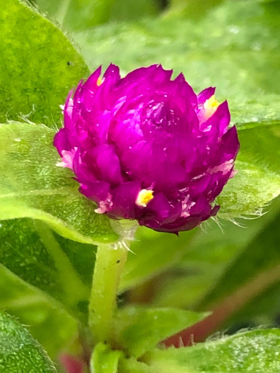 千日紅の可愛いボールの様な花を沢山咲かせるチャレンジ🎵 可愛い花のアップ‼︎