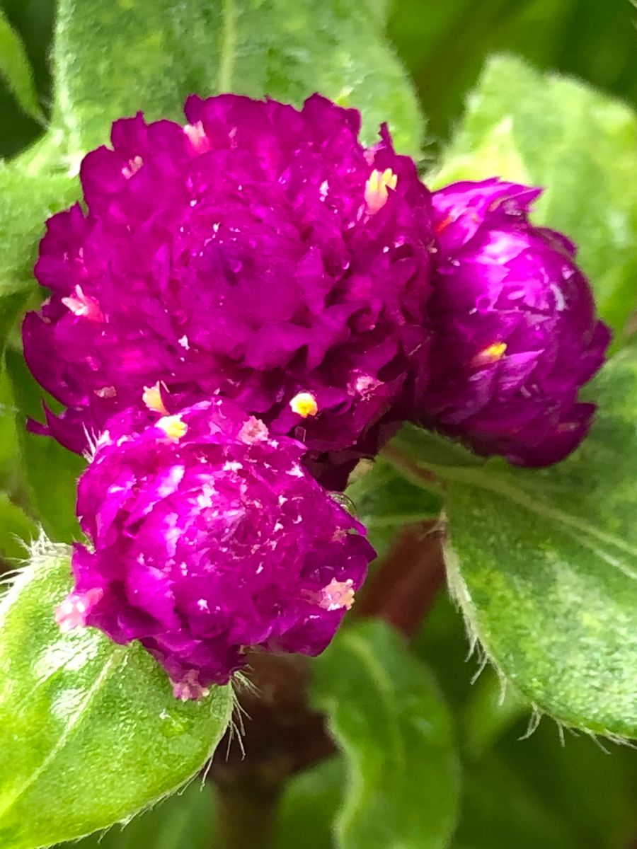 千日紅の可愛いボールの様な花を沢山咲かせるチャレンジ🎵 可愛い花のアップ‼︎