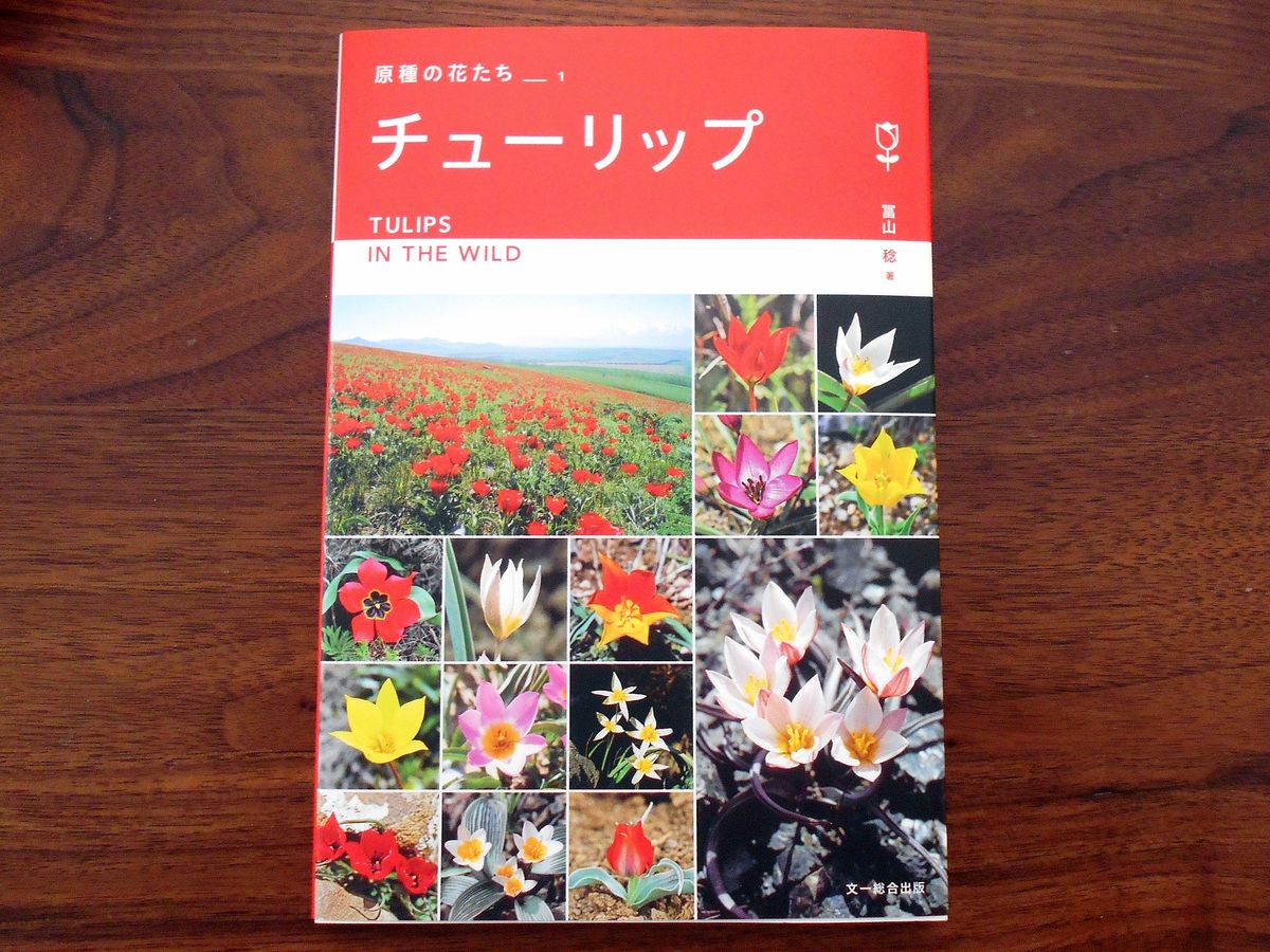 原種チューリップ「シルベストリス」を育てる 原種チューリップの本（-2日目）