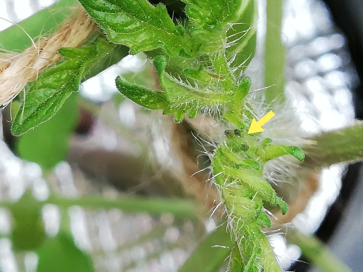 千果🍅種から水耕栽培 蕾を確認する