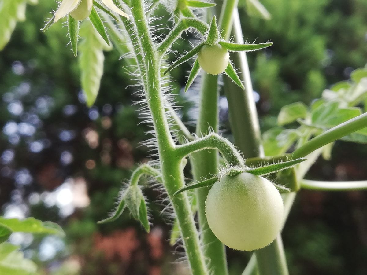 千果🍅種から水耕栽培 脇芽の着果の様子