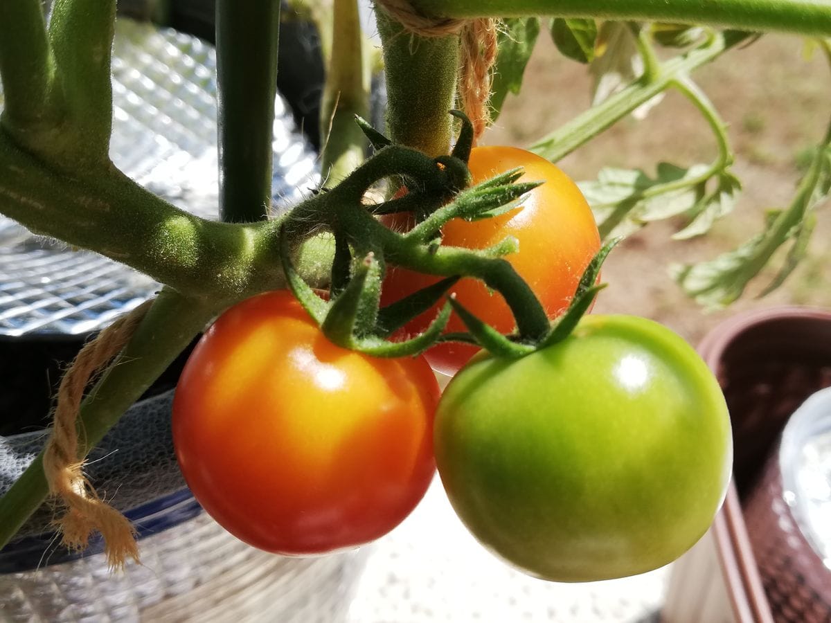 千果🍅種から水耕栽培 主茎、第１果房のその後