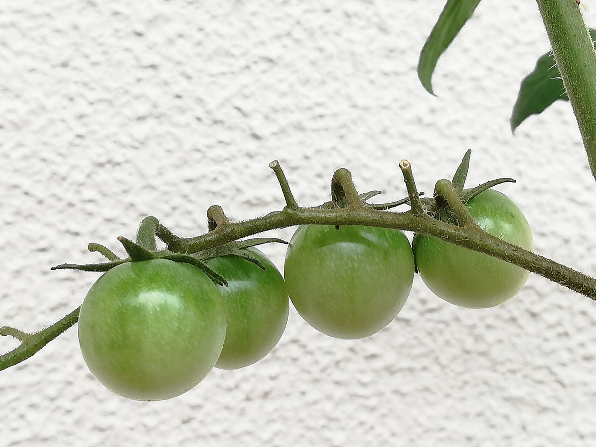 千果🍅種から水耕栽培 この実が赤くなったら