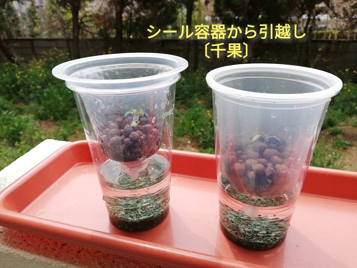 千果🍅種から水耕栽培 シール容器からプラコップ栽培へ