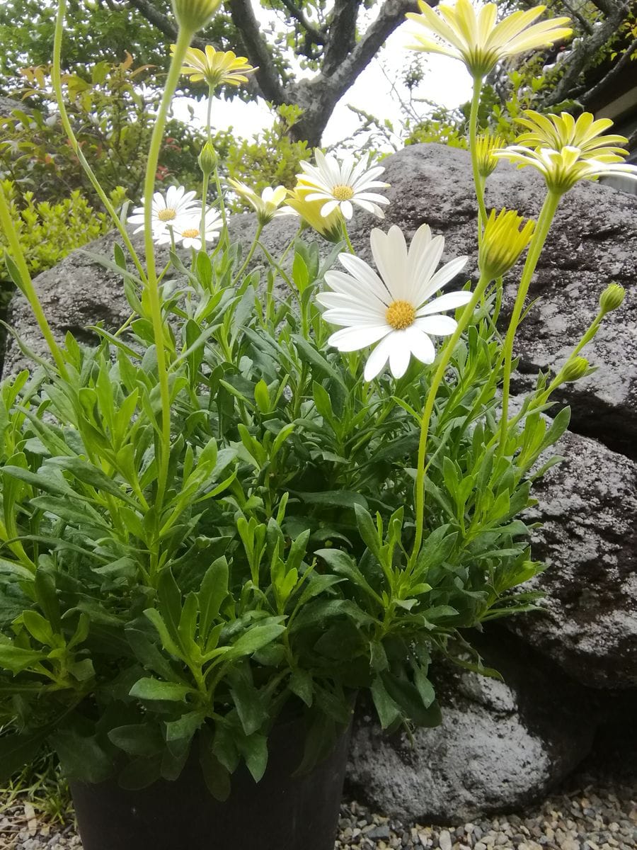 【弱った苗で花チャレ】キラキラ★キララを咲かせましょ♪ 花チャレ終了