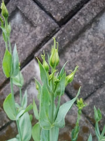 ②トルコギキョウ冬越しできるか 蕾が膨らんできました