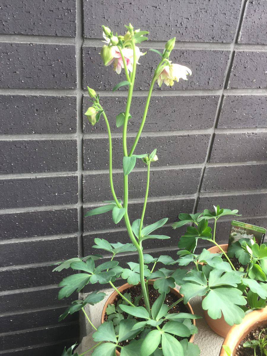 初めてのオダマキ ’ノラバロー’ をたくさん咲かせるチャレンジ♪ 開花しました！！