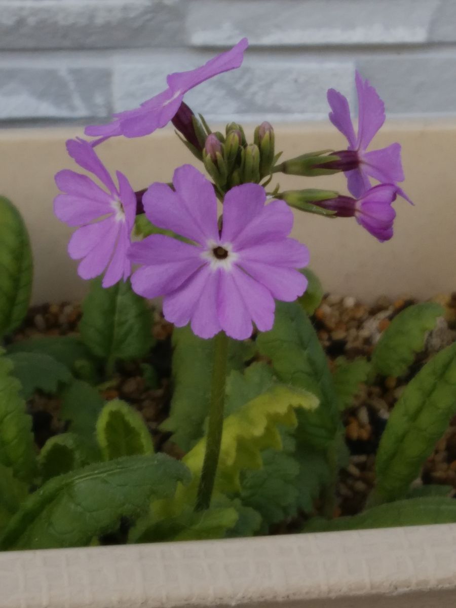 日本サクラソウの鉢植え