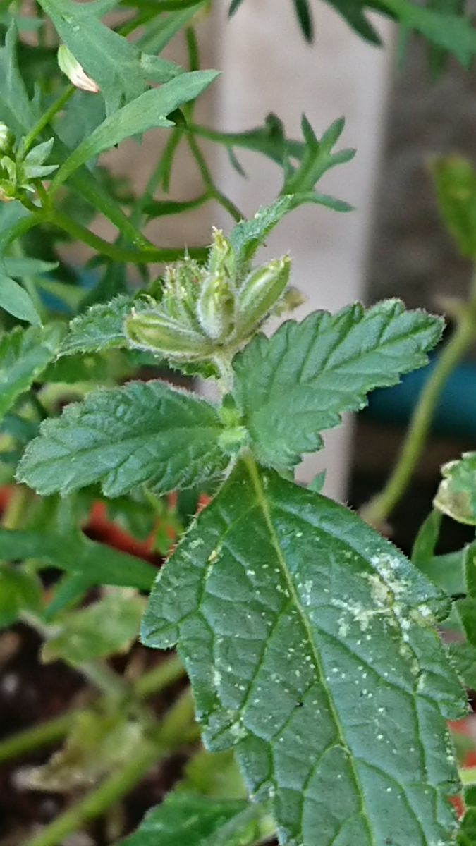 花手毬～絢　初めてのお花です。 この花だけは咲かせたいな…