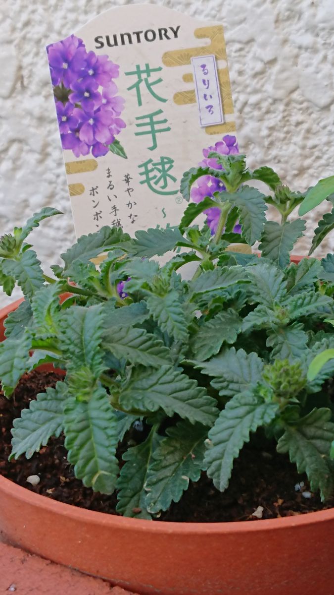 花手毬～絢　初めてのお花です。 昨日の☂️にも…(4月11日)