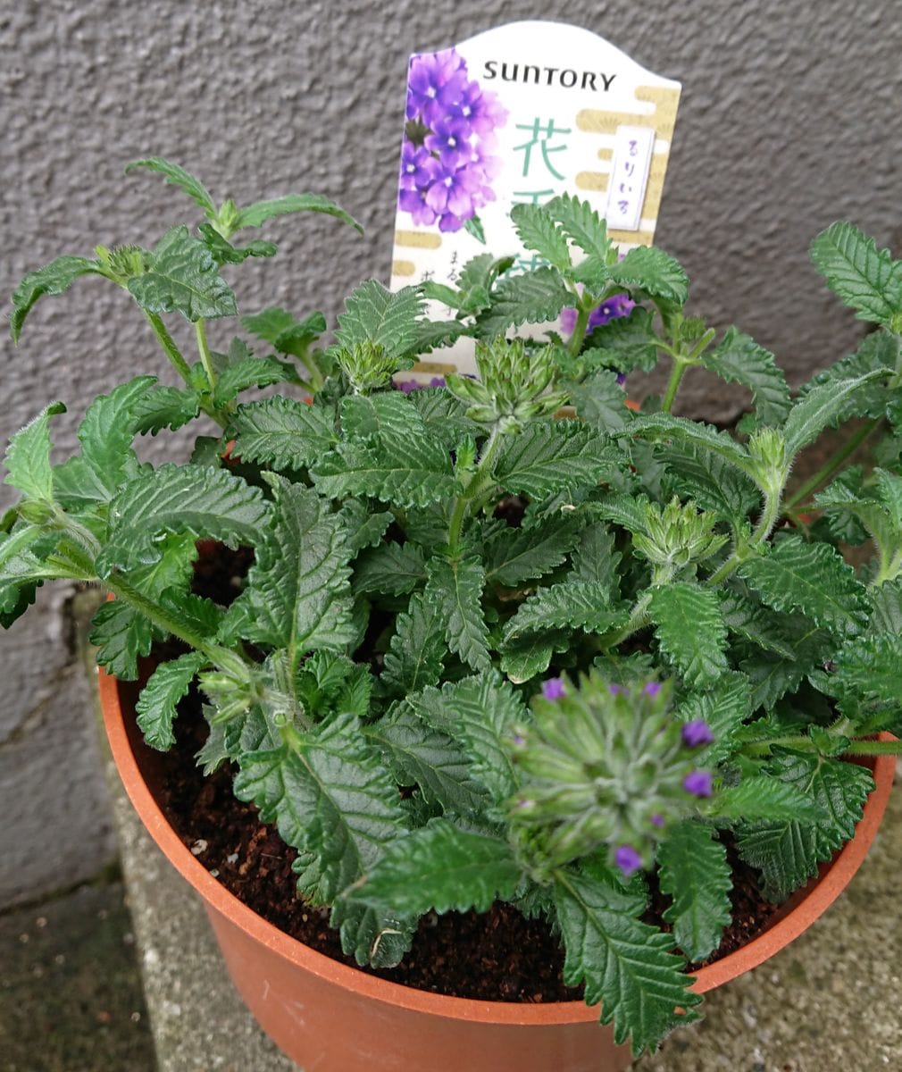 花手毬～絢　初めてのお花です。 摘芯しました☺️(4月29日)