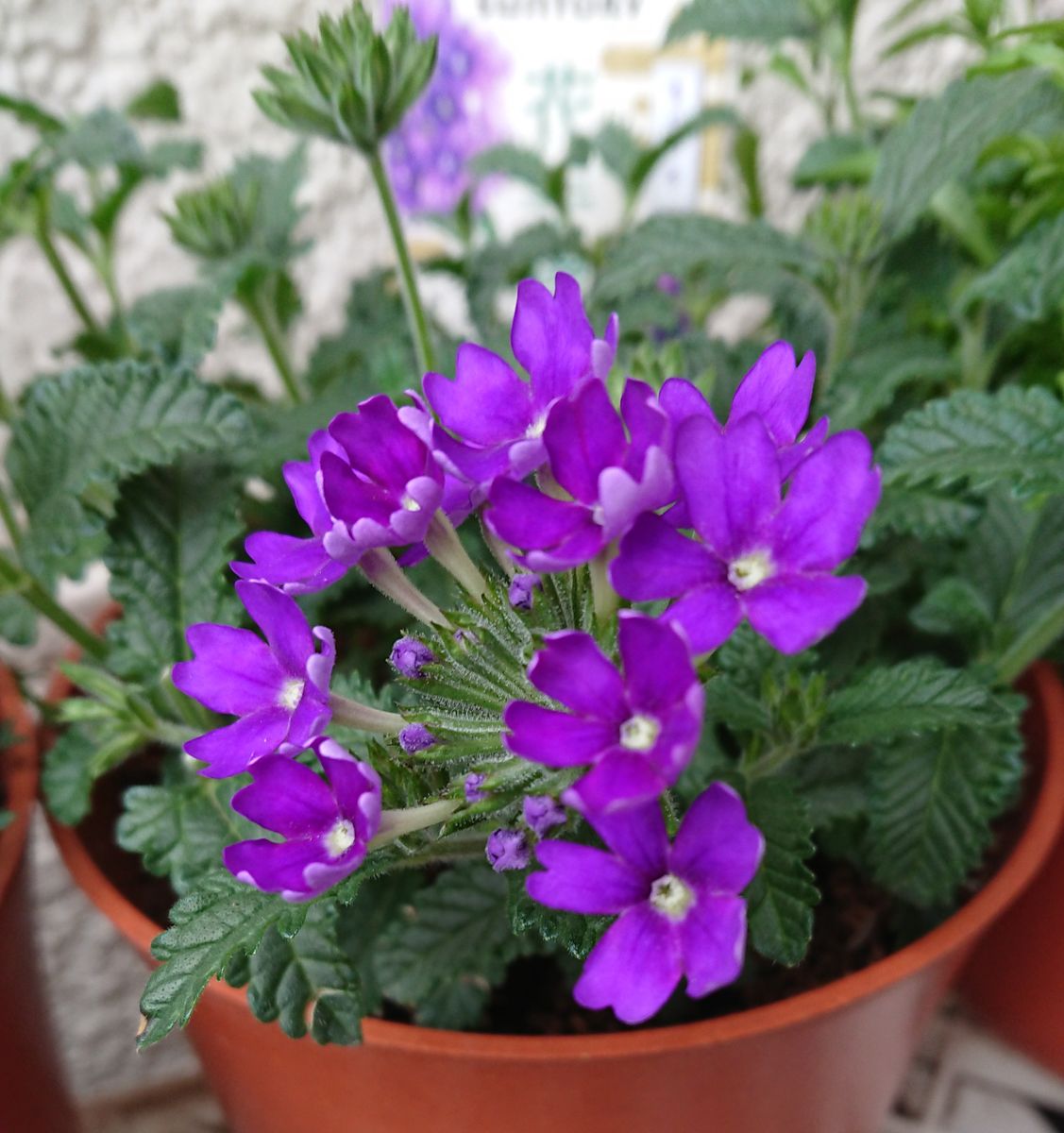 花手毬～絢　初めてのお花です。 あっという間に…🎶(5月10日)