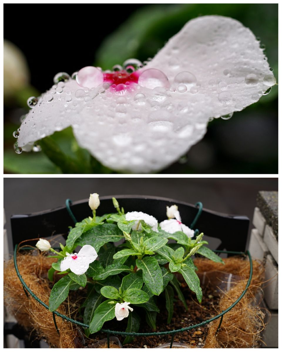 暑い夏でも元気いっぱいな日々草を咲かせたい 2019/6/30 雨の中、続々と開花