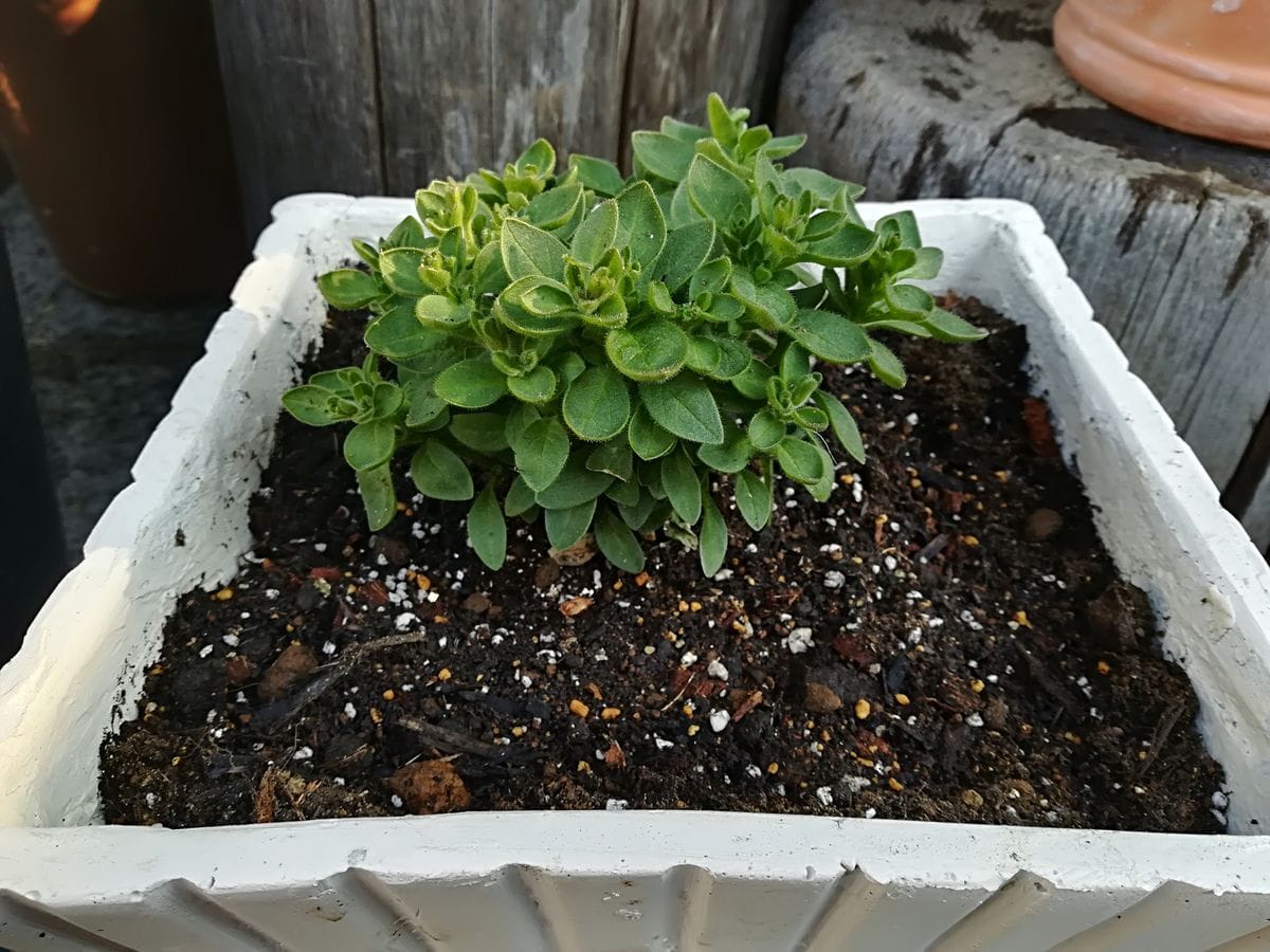 素敵なブーケができるかな 植えつけ