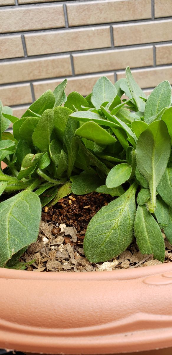 サフィニアをモリモリ咲かせる❗ 鉢上げ　植え付け