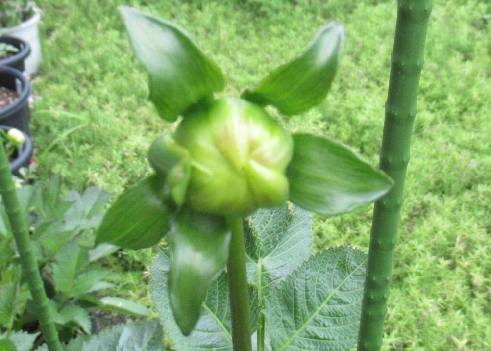 ダリアの秋田美人を鉢植えでチャレンジ 蕾