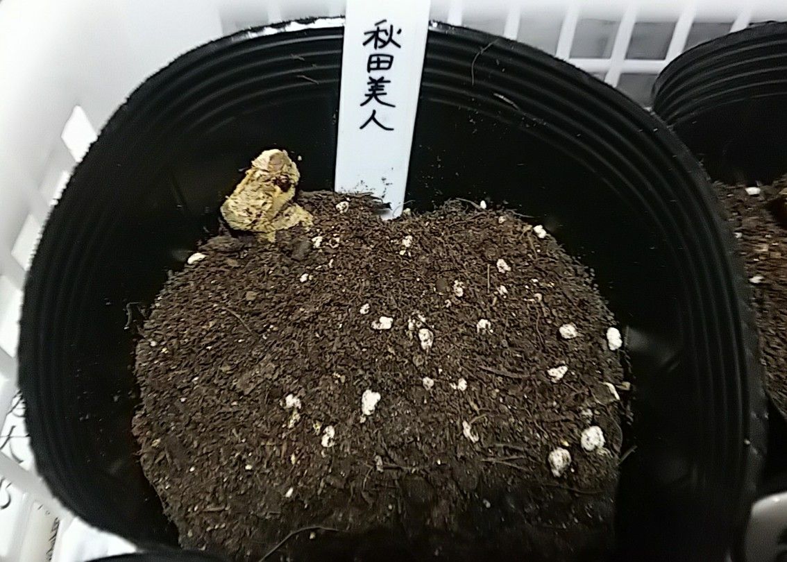ダリアの秋田美人を鉢植えでチャレンジ ポットに仮植えしました