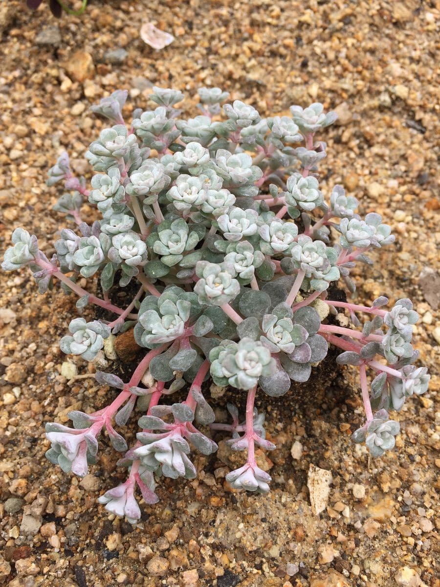 白雪ミセバヤの観察日記 3月18日、植える