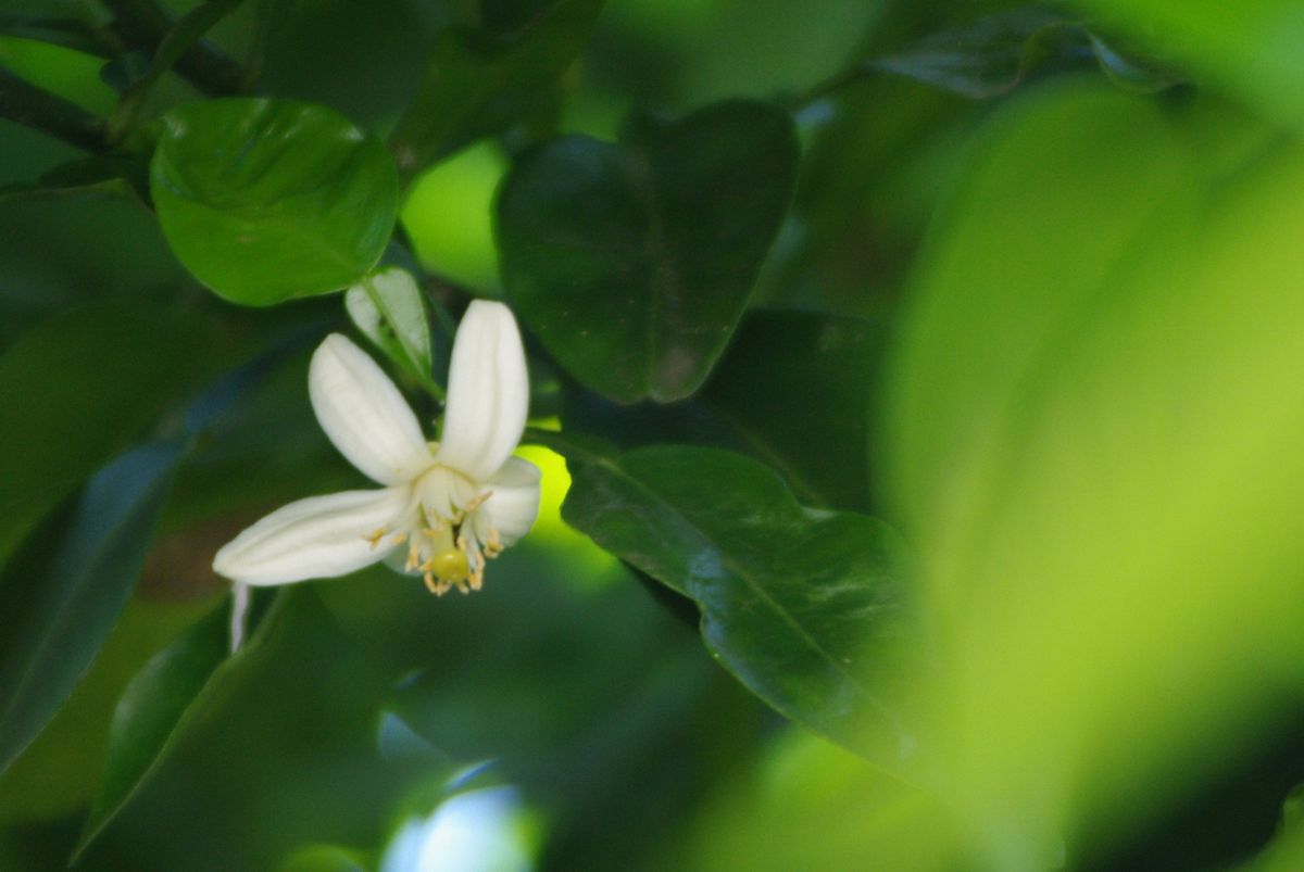 グレープフルーツ　魅惑の果実 はじめてお花が咲きました